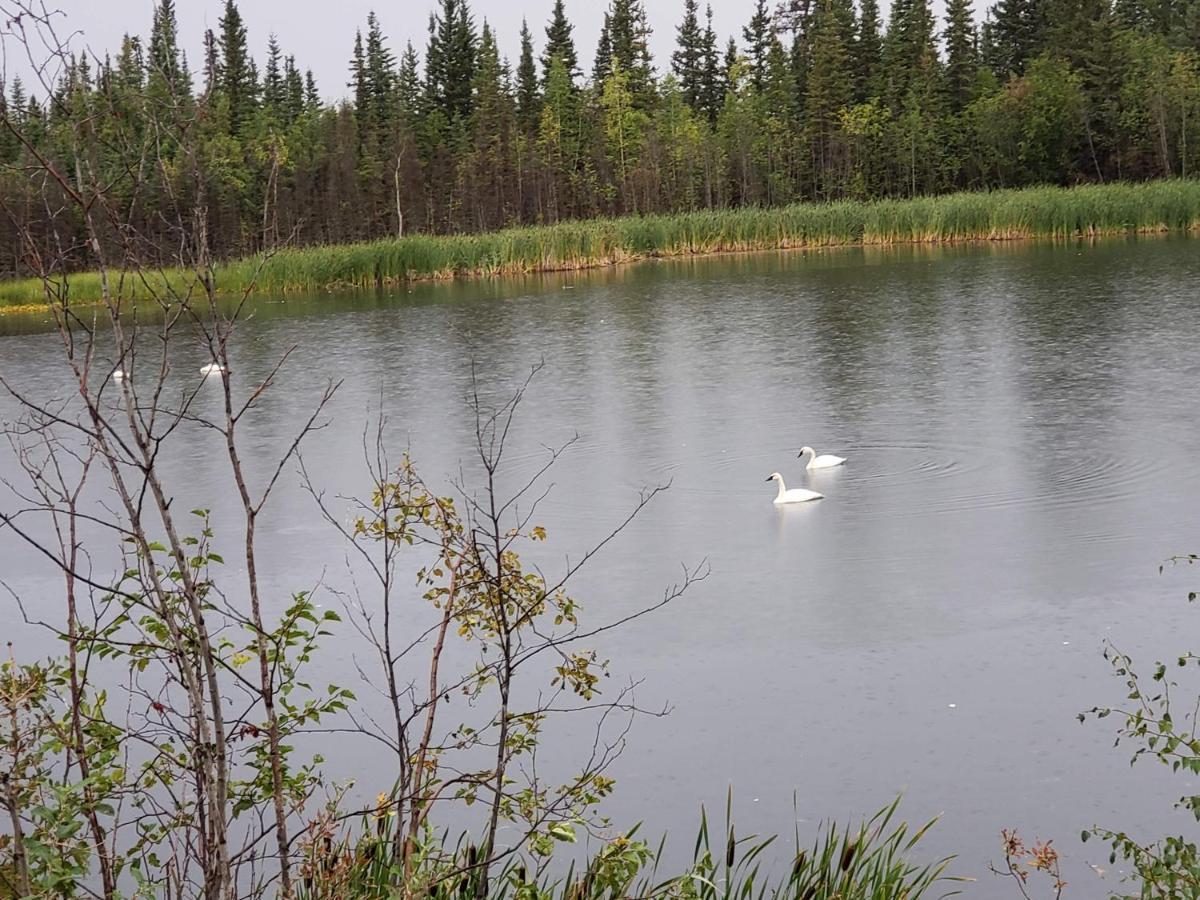 Denali Wild Stay - Bear Cabin With Hot Tub And Free Wifi, Private, Sleep 6 Healy Eksteriør billede